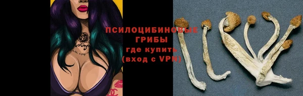 сатива Козловка